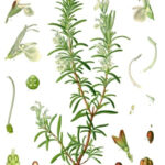 Rosemary