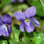 Sweet violet: viola odorata