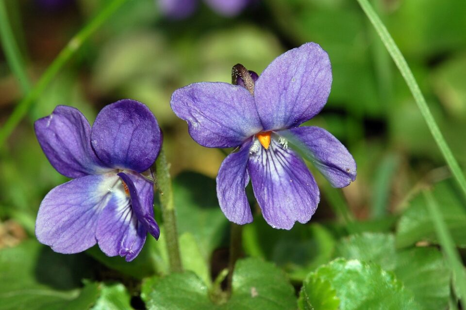 Sweet violet: viola odorata